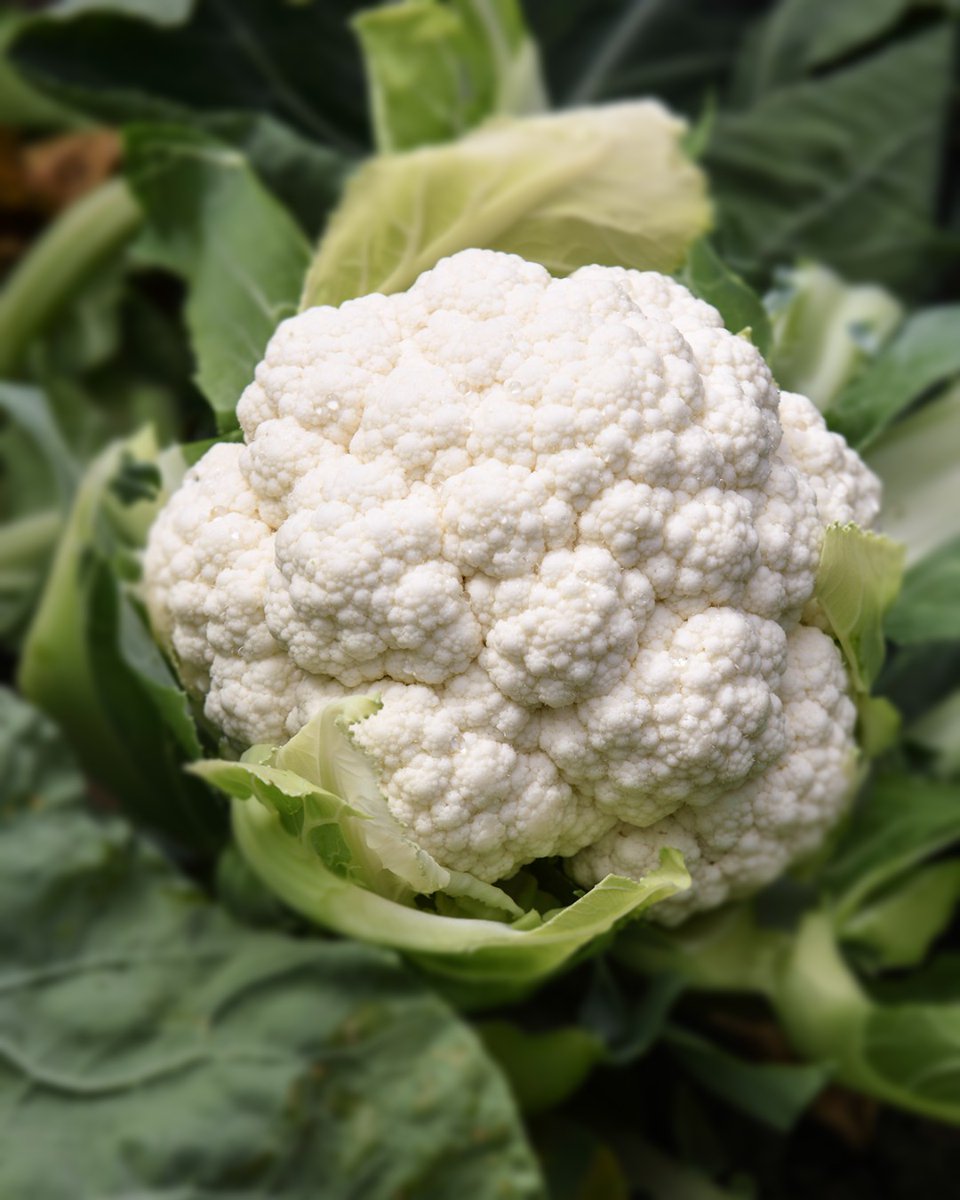 From mashed 'potatoes' to buffalo wings, cauliflower has become a culinary chameleon. What's your favorite way to use this versatile veggie? 🍴💡 Plus, it's a key player in our sustainable farming practices for crop rotation 🌱 #cauliflower #freshproduce #farmtotable