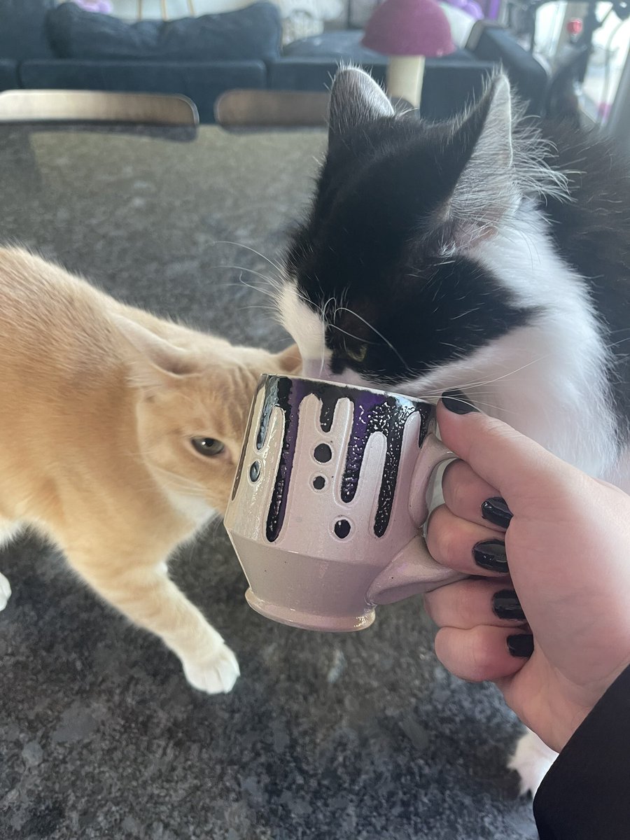 bellsthemango's tweet image. cat-approved @_escript !!!