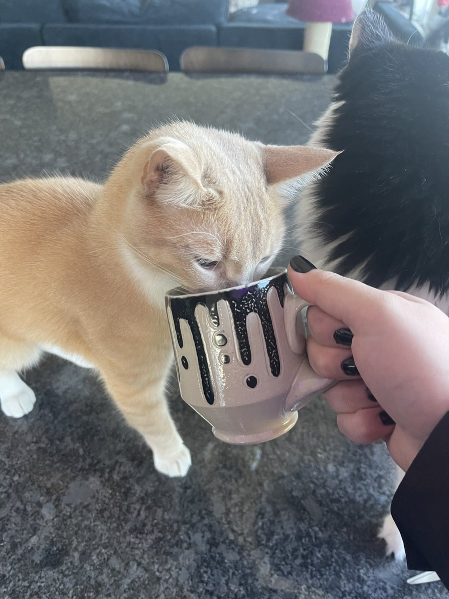 bellsthemango's tweet image. cat-approved @_escript !!!