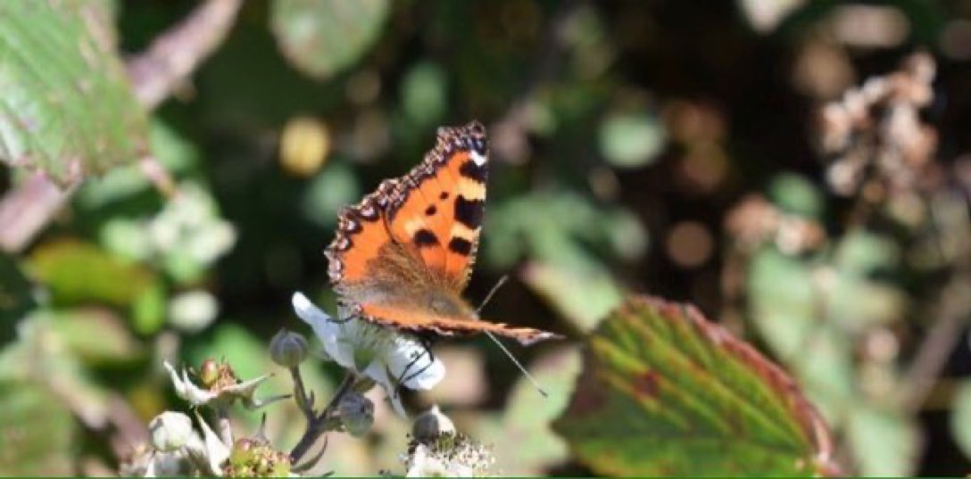 8 ways to get micro-rewilding in your garden or local area: 🐞 Let the grass grow 🐝 Ditch the poison 🍃 Embrace some mess 🌳 Plant trees 🌿 Scrub-up 🌻 Plant with nature in mind 🐸 Go wild for water 🌱 Look after the soil 🐾 More: bit.ly/2P4TYBQ #biodiversity #nature