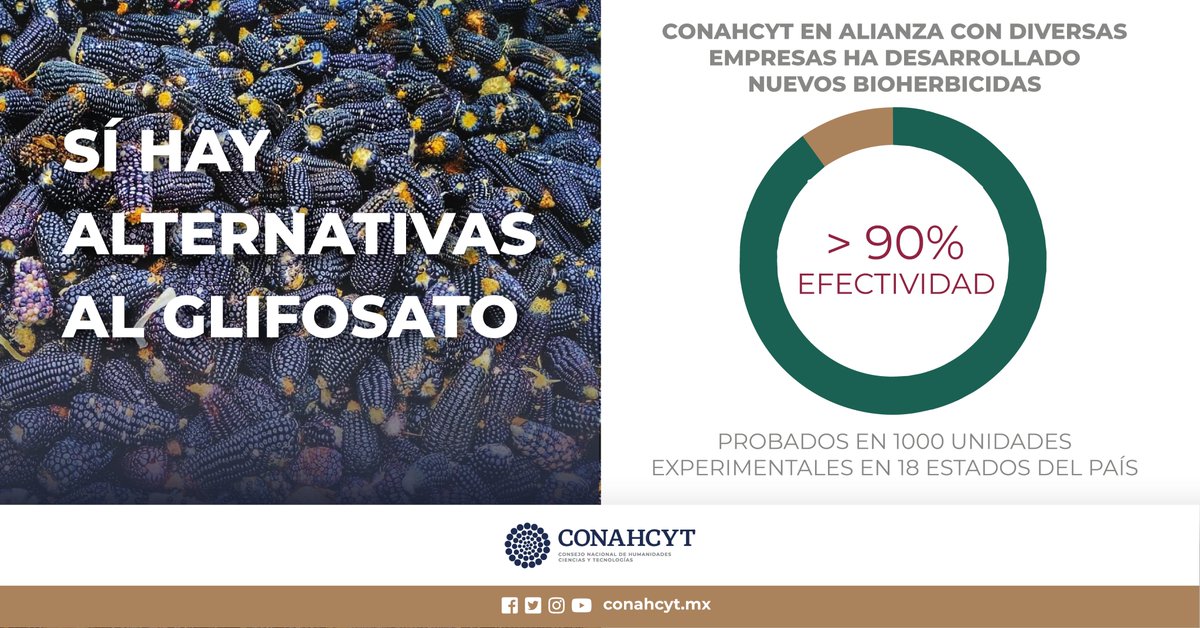 ElenaBuylla's tweet photo. .@Conahcyt_Mex ha desarrollado, en alianza con empresas nacionales, 3 bioherbicidas nuevos con eficacia probada de > 90% en 1000 unidades experimentales en 18 estados. Uno de ellos cuenta con dictámenes de efectividad (Senasica) y está en proceso de someter su dossier a #Cofepris https://t.co/upARFM4Cey