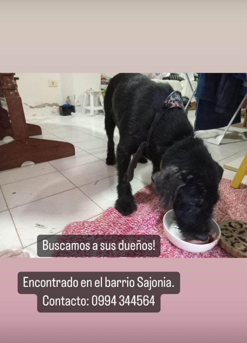 Por si se le perdió su perrita a alguien, la encontraron en el barrio Sajonia! Queremos llegar a sus dueños! Si pueden compartir! Gracias! <a href="/ArturoMRubin/">Arturo Máximo Rubin</a> <a href="/oscar_marandu/">Oscar H. Acosta C.</a> <a href="/AM_1080/">Monumental AM 1080</a> <a href="/UltimaHoracom/">Última Hora</a> <a href="/Telefuturo/">Telefuturo</a> <a href="/menchibarriocan/">mercedes barriocanal</a> <a href="/Wilson11G/">Wilson González Bronce</a> <a href="/Sofy_Alonzo/">Sofía Alonzo</a> <a href="/alepereirapy/">Alejandra Pereira</a>