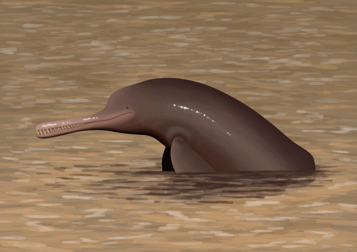Pebanista, a newly discovered extinct relative of today's South Asian river dolphins and the largest freshwater odontocete.