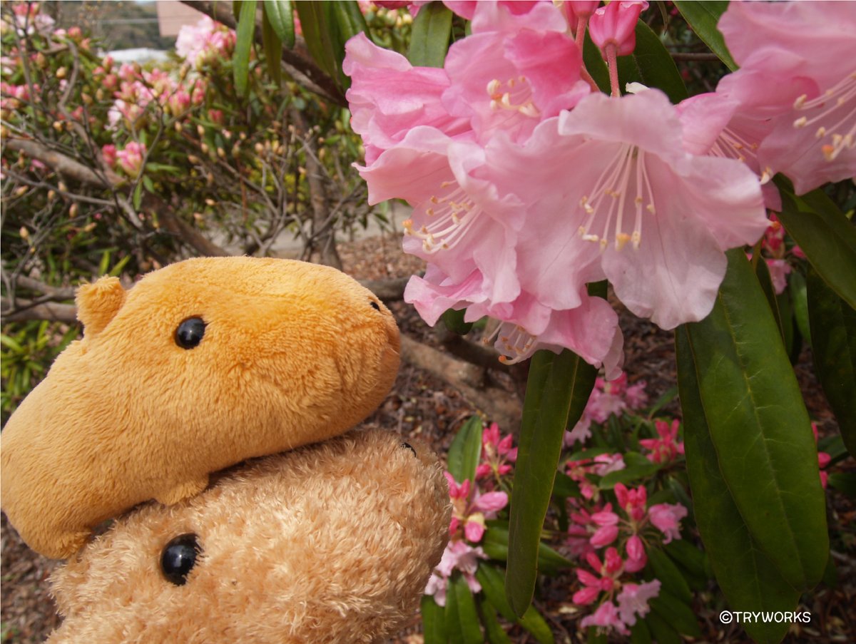 しゃくなげ～ん #春のお花 #シャクナゲ #カピバラさん