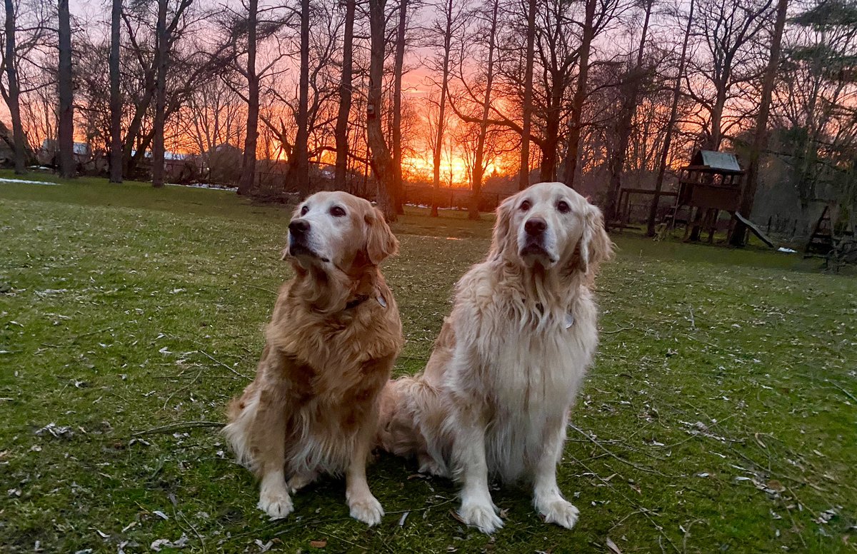 “Isn’t it a beautiful sunset, Pete?” “Dad says the sun always sets pretty around #GoldenRetrievers , Sophie!” #dogsoftwitter #BrooksHaven #grc #dogcelebration #sunset #dogsofX