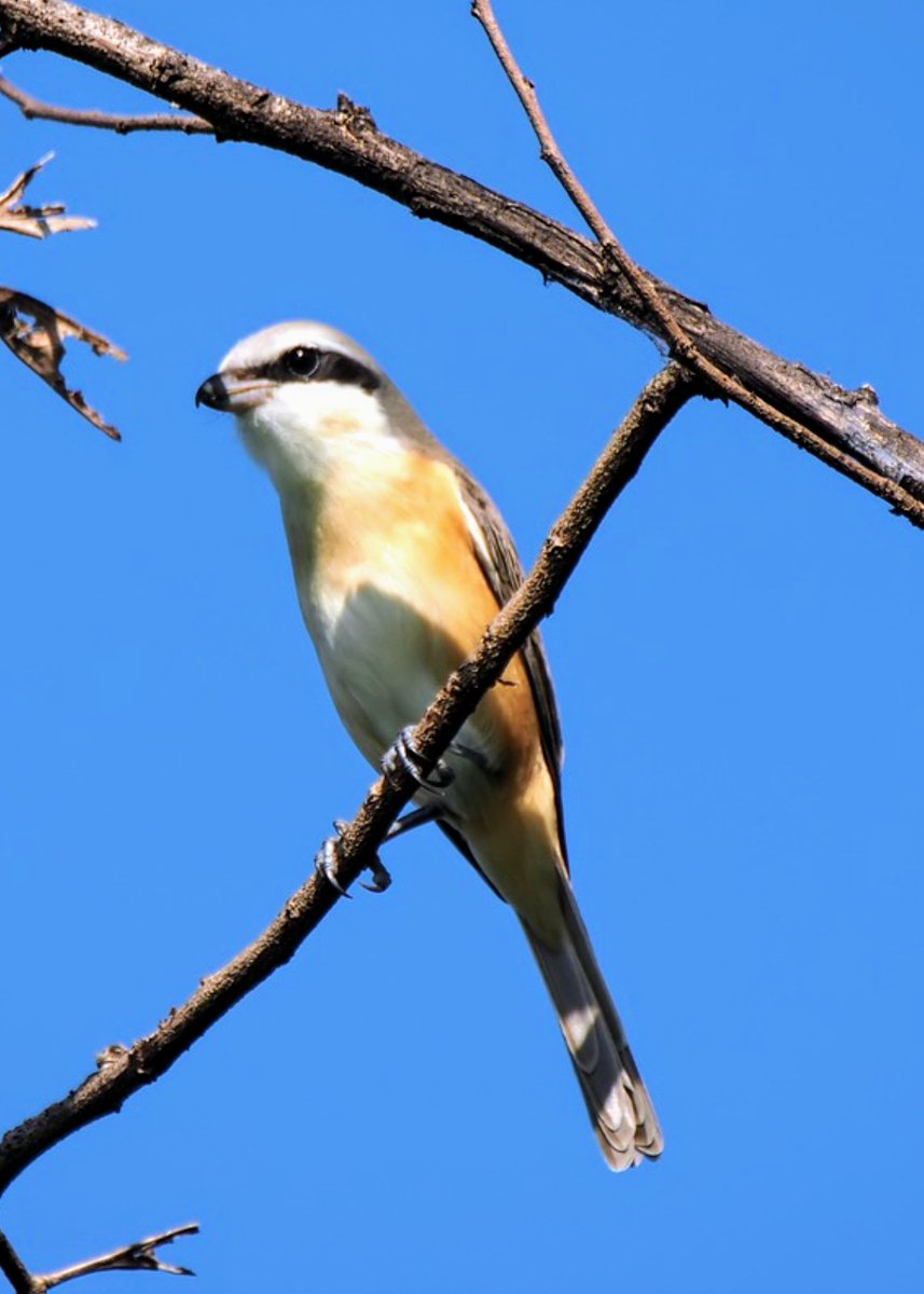 Have a happy Friday, with a beautiful Brown Shrike gracing the morning sky. Let the day be full of joy and possibilities! ☕☕ Enjoy your day 🌹☀️🎶