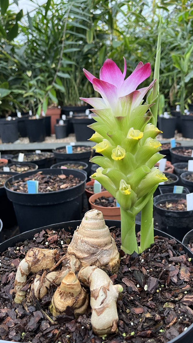 Axel Dalberg Poulsen (@axelginger) on Twitter photo #GingerPlantOfTheWeek is the #turmeric Curcuma ferruginea from Assam, India, flowering today <a href="/RBGE_Glass/">RBGE_Glass</a> <a href="/TheBotanics/">Royal Botanic Garden Edinburgh</a> in Edinburgh data.rbge.org.uk/living/20060521 after a long winter of dormancy. Spring is here! #GingerPlantOfTheWeek is the #turmeric Curcuma ferruginea from Assam, India, flowering today <a href="/RBGE_Glass/">RBGE_Glass</a> <a href="/TheBotanics/">Royal Botanic Garden Edinburgh</a> in Edinburgh data.rbge.org.uk/living/20060521 after a long winter of dormancy. Spring is here!