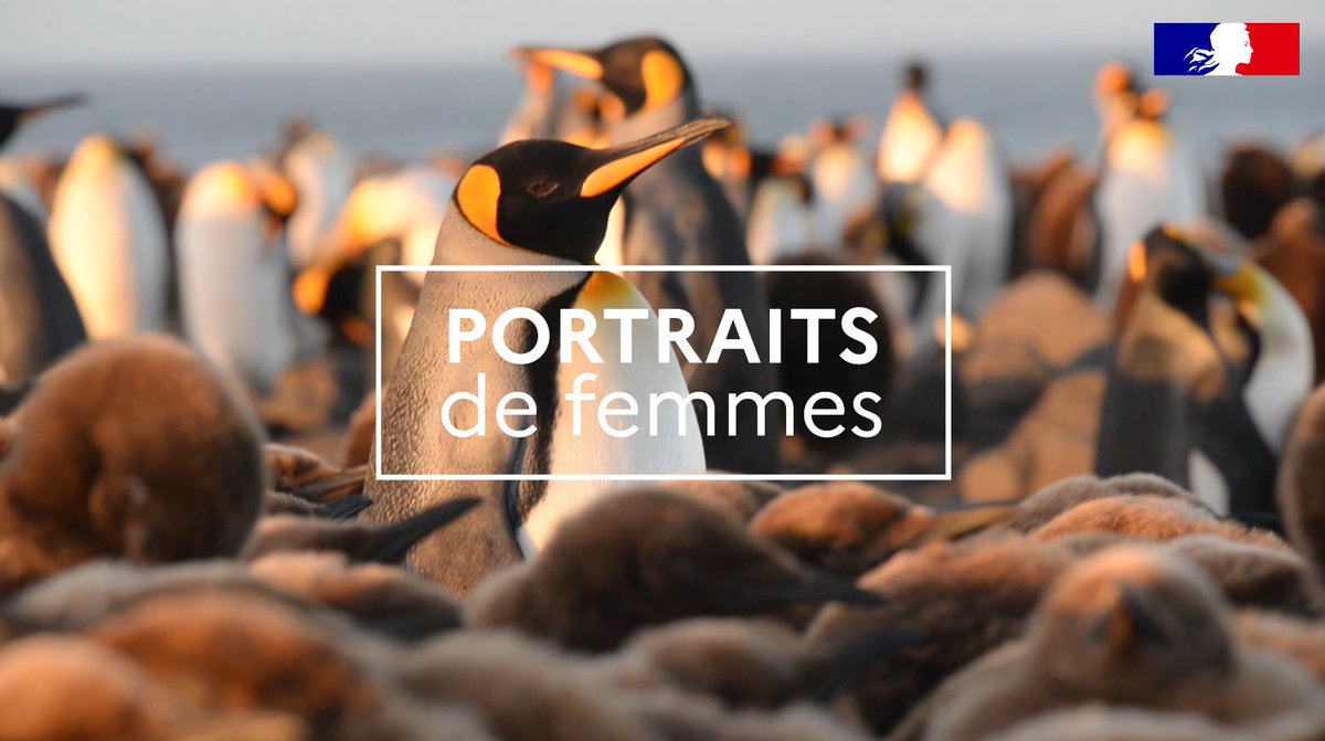 Nous terminons notre notre série de portraits dédiée aux femmes des Terres australes et antarctiques françaises avec Célia, Chargée du suivi de la faune australe et antarctique 🐧🐦➡️youtu.be/2Aggy6g9LLA