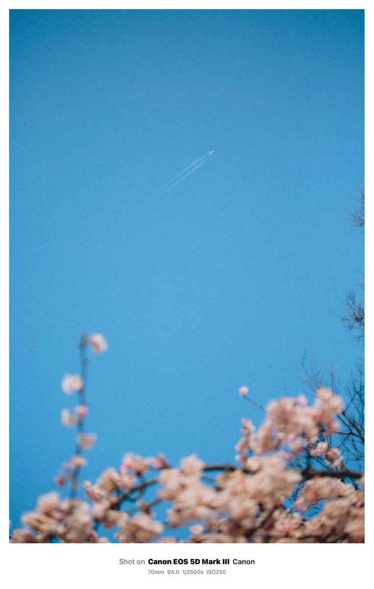 2024.3月.

#digitalphotography #デジカメ写真 #aichi #nagoya  #オオカンザクラ #大寒桜 #canon5dmarkiii #5dmarkiii #名古屋城 #飛行機雲