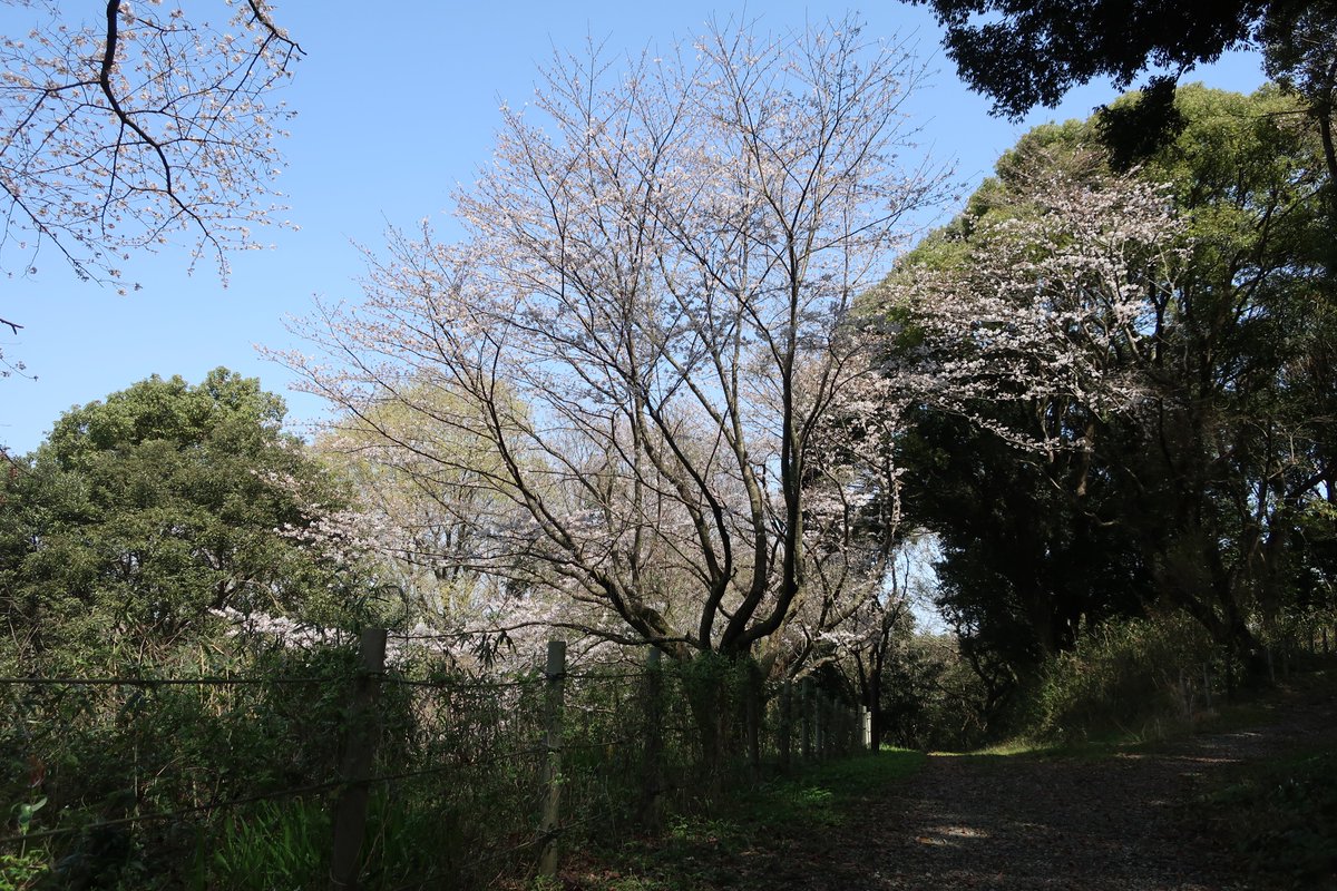 【春の訪れ】 ぼく、きゅうおに！ #九歴 隣の三沢遺跡の桜が少しずつ咲き始めました🌸いよいよ本格的な春到来。ぜひお散歩にいらしてくださいね。 #九州歴史資料館　#小郡　#福岡県　#九歴花だより　#桜