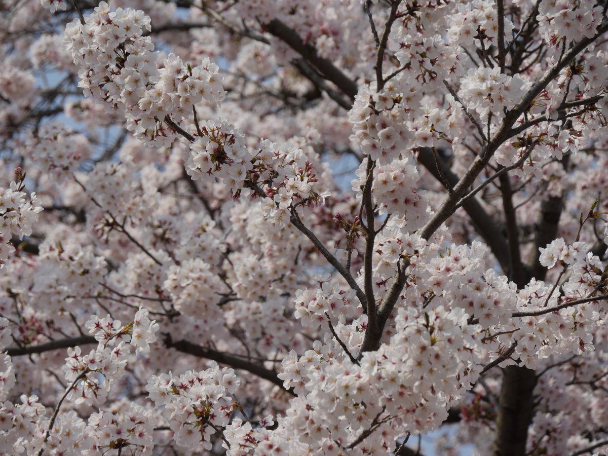 #cherryblossom #fleursdecerisier #kirschblüten #sakura