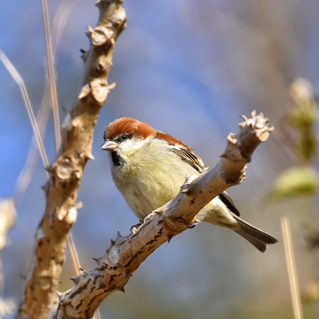 Russet Sparrow #dailypic #IndiAves #TwitterNatureCommunity #birdwatching #ThePhotoHour #BBCWildlifePOTD #natgeoindia