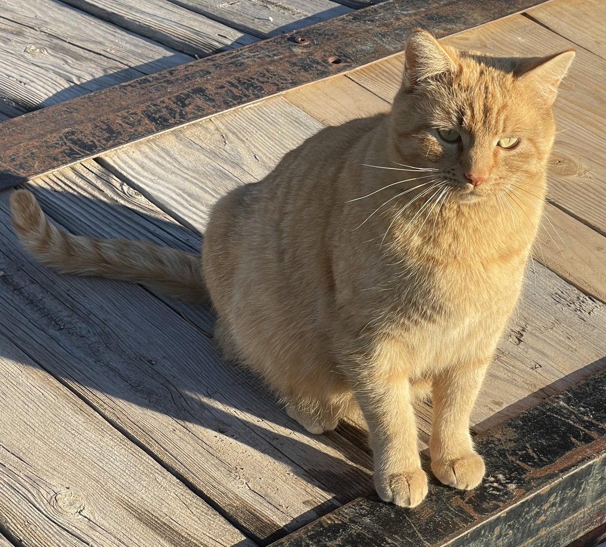 bub__ba's tweet image. My Mama about to have her babies 🥰😻