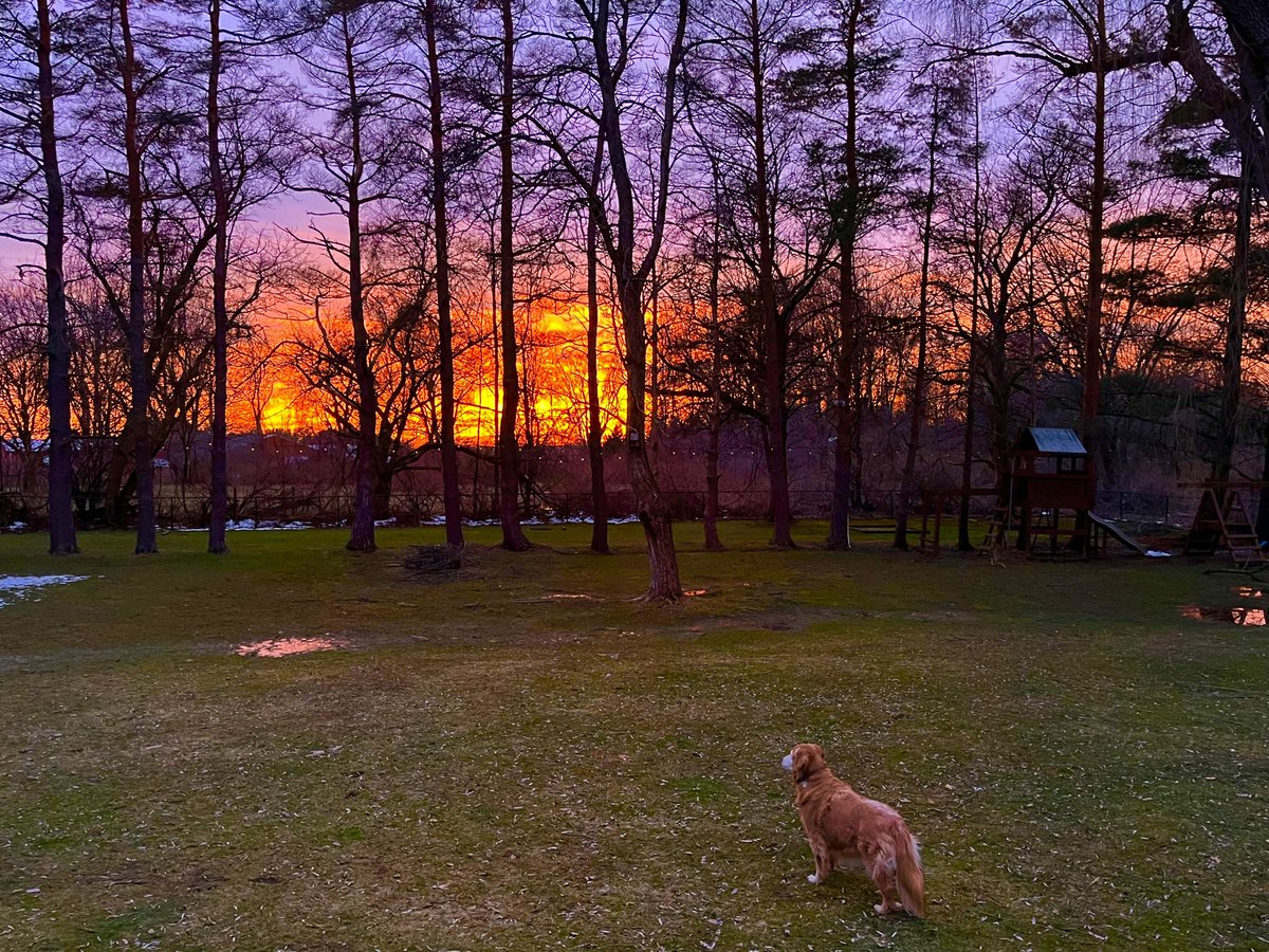 Sophie’s enjoying the beautiful sunset tonight. #goldenretriever #rescuedog #seniordog #sunset #BrooksHaven #dogcelebration #grc
