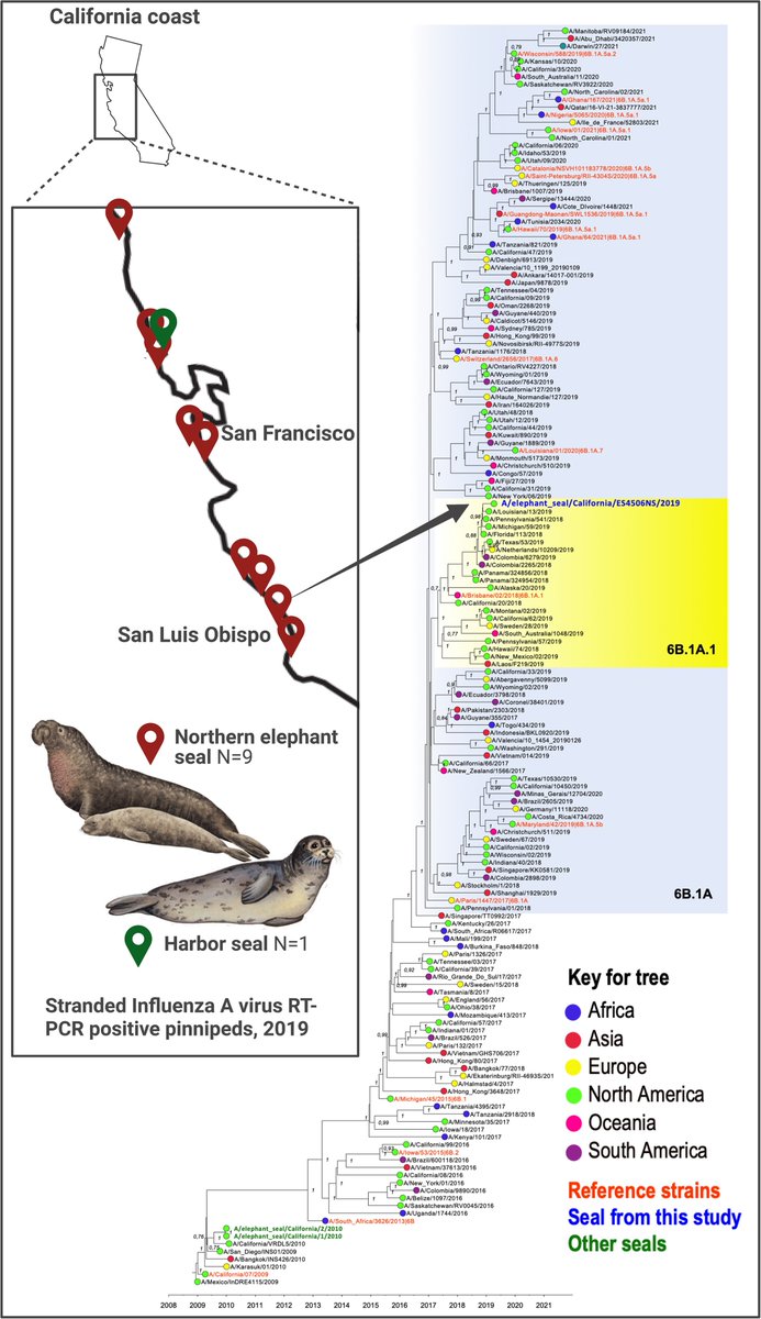 Sequence analyses of samples from stranded sea mammals revealed H1N1 flu spillover from humans to Northern Elephant seal #2024MMM #RIP doi.org/10.1371/journa…