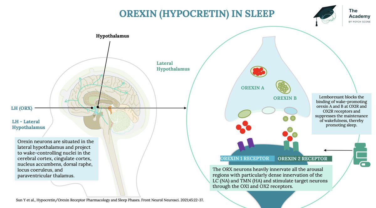 DORAs - The Efficacy of Dual Orexin Receptor Antagonists (DORAs) in the Treatment of Insomnia: Meta Analysis 📚 Mechanisms of Action:🧠 👉Orexin, a neuropeptide integral to wakefulness, interacts with orexin receptor 1 (OxR1) and orexin receptor 2 (OxR2), both G-protein coupled…