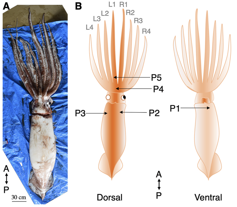 Finding mates in the deep sea is hard. Male giant squids stick sperm-carrying structures in the female body, which are retained for life. Murai et al used microsatellites to determine the paternity of various spermangia in a female's body #2024MMM doi.org/10.1016/j.dsr.…