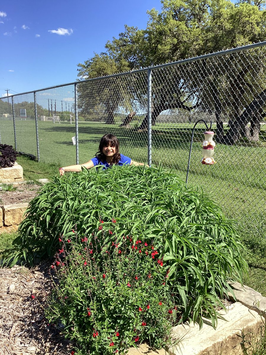 Some Spring cleaning and strawberry toast (cheers, not bread) ❤️🧑‍🌾 I love seeing kids work in the garden. @NISDMcAndrew #ProjectAcorn #Strawberries #Onions #Sunflowers