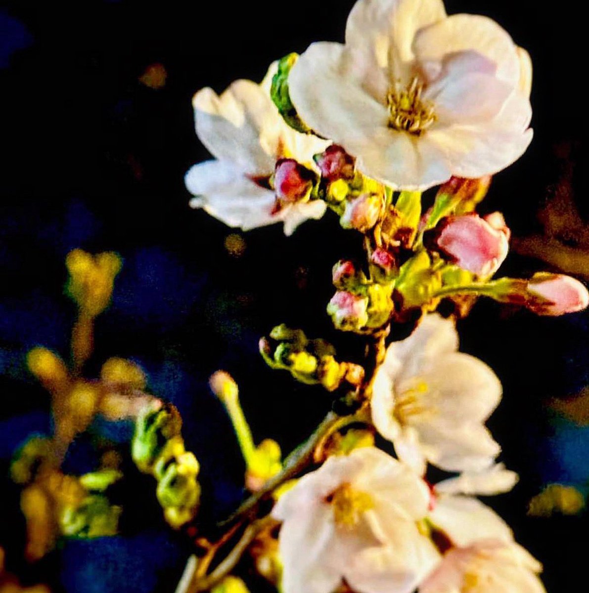 おはようございます💕 今日も☔️ですね 年度末の会社さんも多いですか⁉️ 桜が綻び始めましたね🌸 おともだちが撮った #錦糸町公園 の桜です🌸 美しい‼️ #おは戦60329mk #企業公式が毎朝地元の天気を言い合う #企業公式相互フォロー