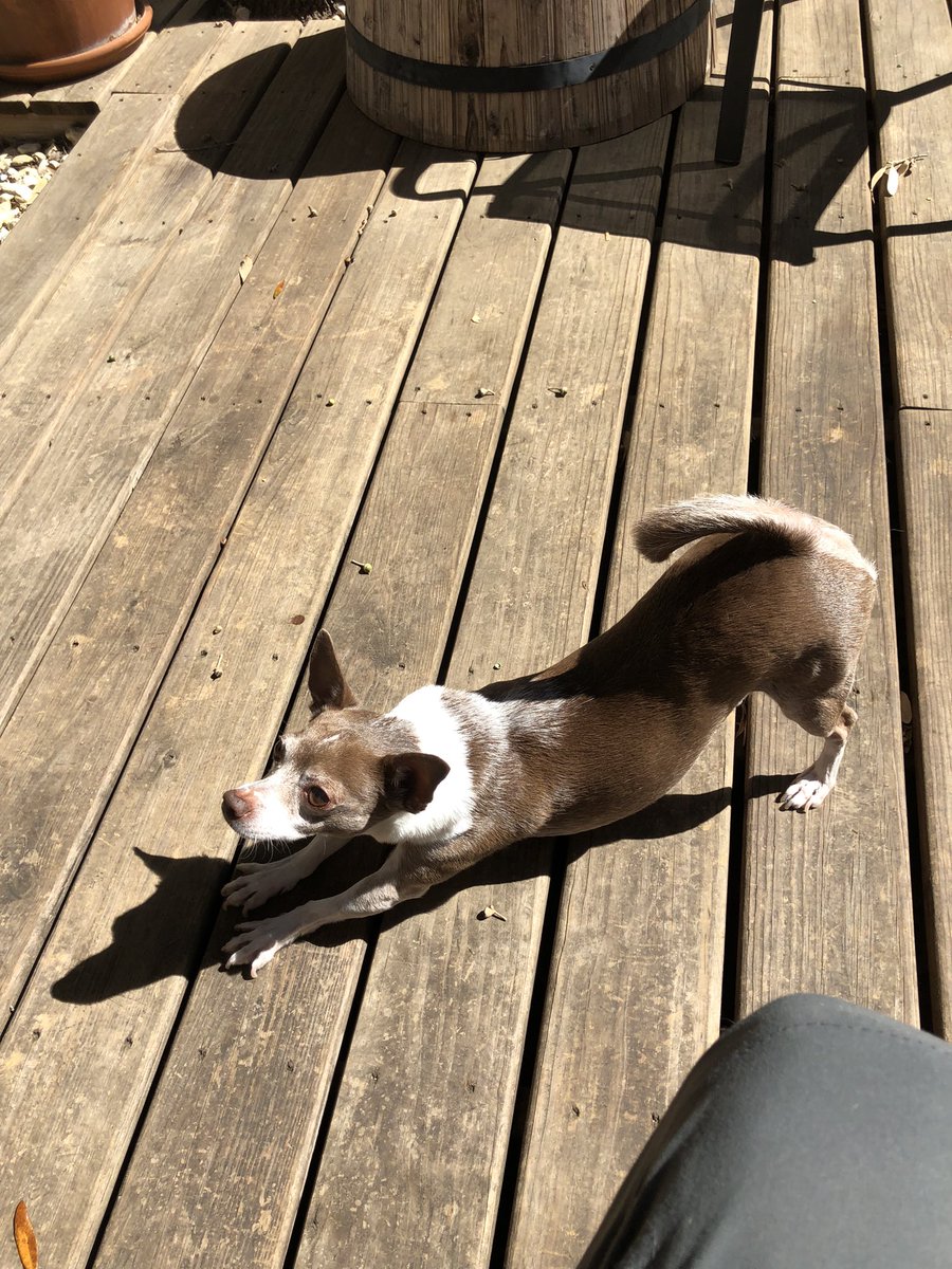 C Shannon tweet media