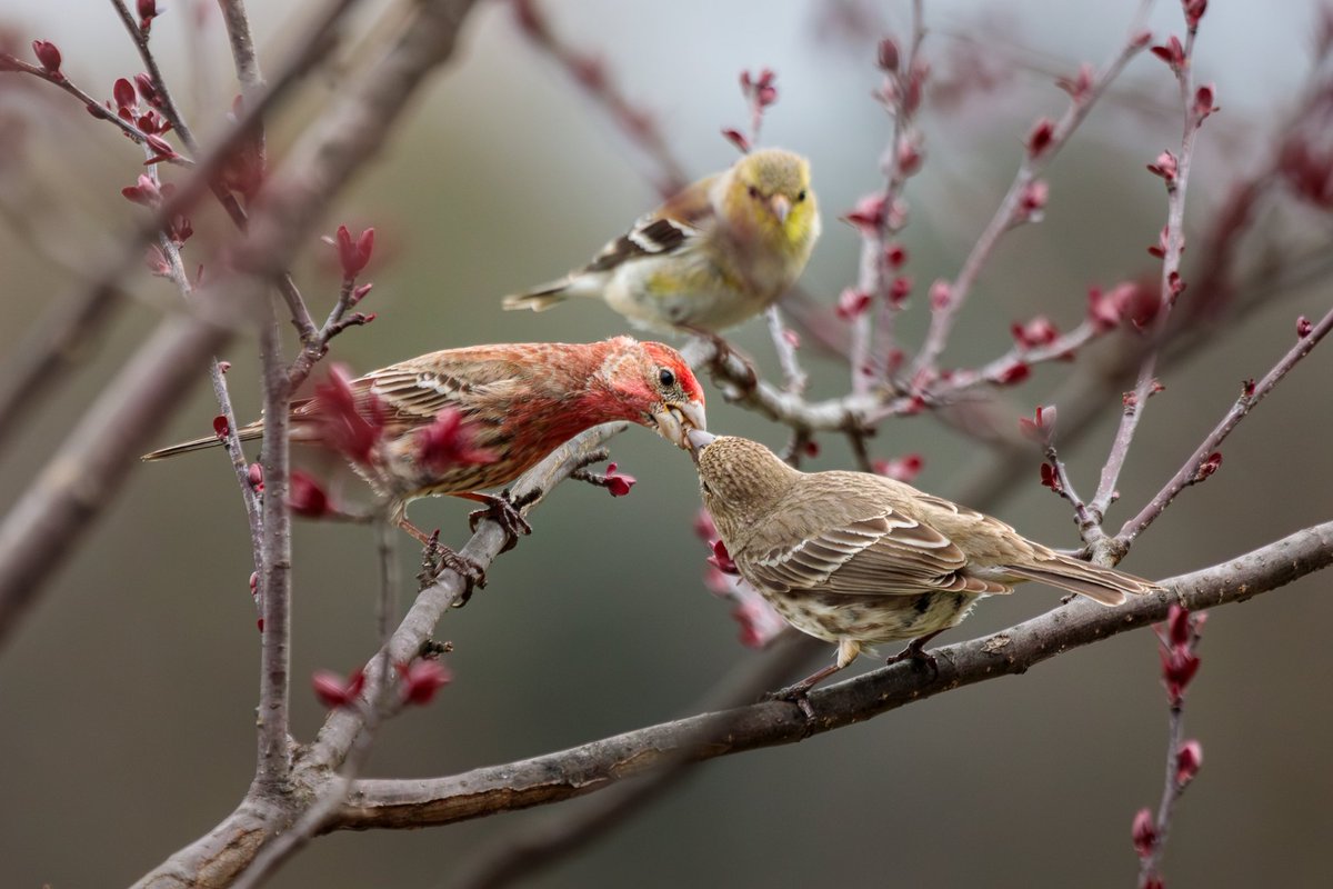 A pair of courting House Finches in the Crabapple Tree on a rather dreary afternoon. Photographed with a Canon 5D Mark IV & 100-400mm f/4.5-5.6L lens +1.4x III. #birdwatching #birdphotography #wildlife #nature #animalbehavior #teamcanon #canonusa