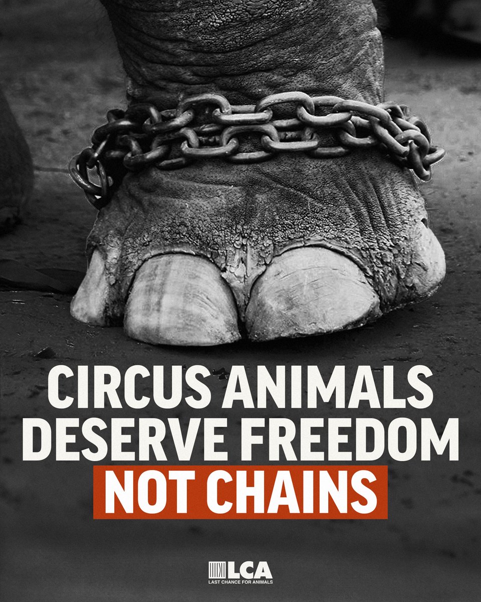 While some circuses like Ringling Bros & Barnum & Bailey have ditched the use of animals, others such as Shriner Circuses, Carden Circus, Loomis Bros. Circus and Culpepper & Merriweather Circus are still exploiting animals as entertainment.