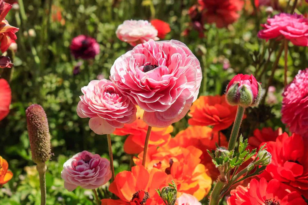 No tulips here but don't worry, you'll be delighted to roam the fields of colorful Ranunculus blooms this spring... Read more 👉 bit.ly/48iZN1e #Carlsbad #FlowerFields #SpringFlowers #traveltips #California
