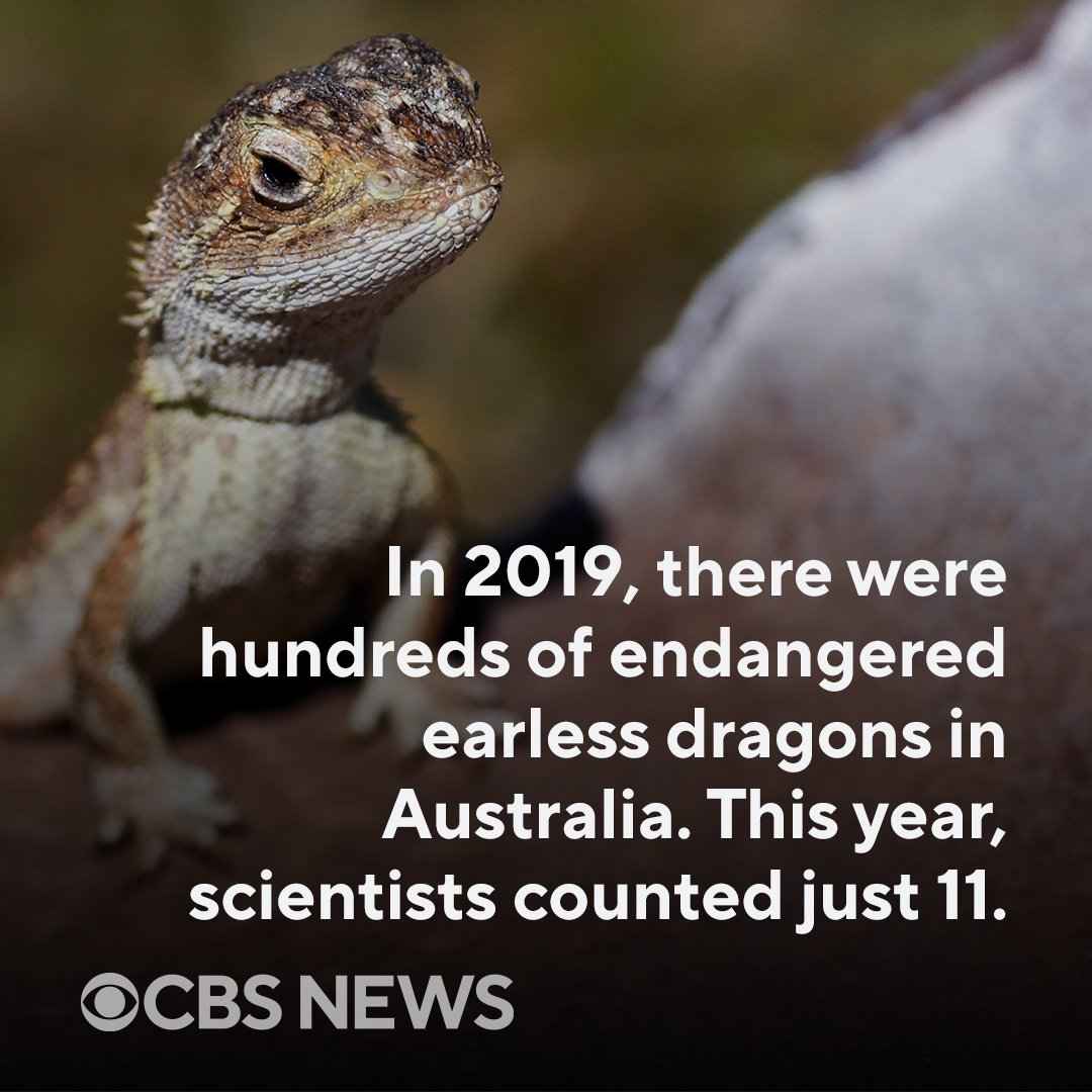 Australia's grassland earless dragon is no bigger than a pinkie when it emerges from its shell, but the little lizard faces an enormous challenge in the years ahead: avoiding extinction. cbsn.ws/3vwHg3U