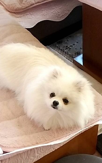ポメちゃん