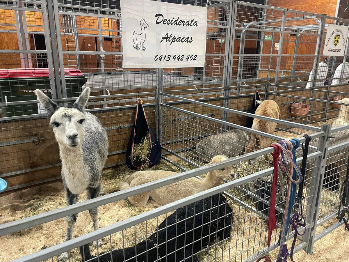 #sydneyroyaleastershow2024

Alpacas all set up for the next 5 days; today it’s a few of the humans being judged! Results to come!
#australianalpaca #betterthansheep #goals #australianalpacaassociation #luxury #fibre #hawkesburyfarming