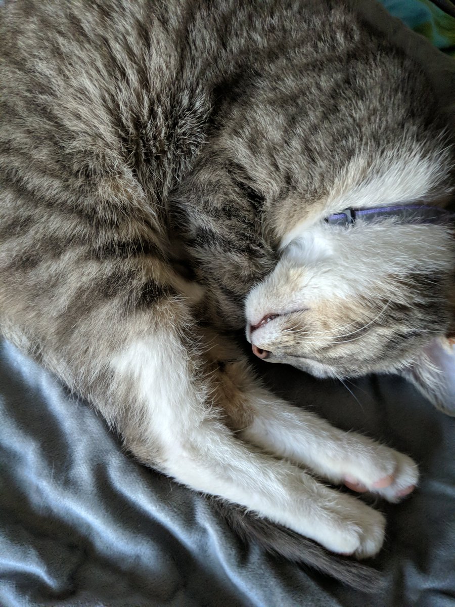 𝚝𝚎𝚜𝚜𝚊 tweet media