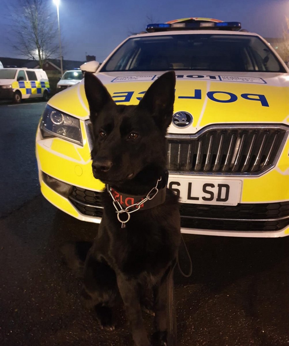 Following a report of an insecure property in the Longton area of @Policingstoke , PD Maddie from #S1Dogs has attended and conducted a building search. A male was located inside the property. One in custody for burglary. Incident 647/28/03/2024