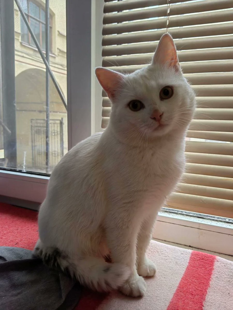 Relax My Cat tweet media