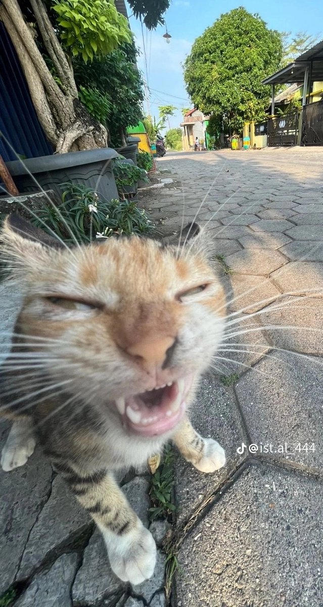 siuuuuutu's tweet photo. @sgmobile Puta https://t.co/aiCuIbo5SJ