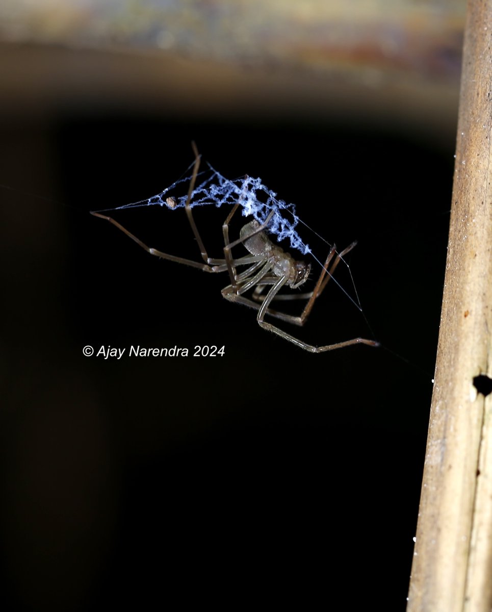 On an expedition to Barrington Tops with @SamJakeEngland @Luis_robledo_O @JadeThurlow we found the cryptic Odd clawed spider Progradungula barringtonensis, described a few days ago. These nocturnal spiders build ladder webs at the base of trees to capture prey.🙏to $$ @J_Exp_Biol