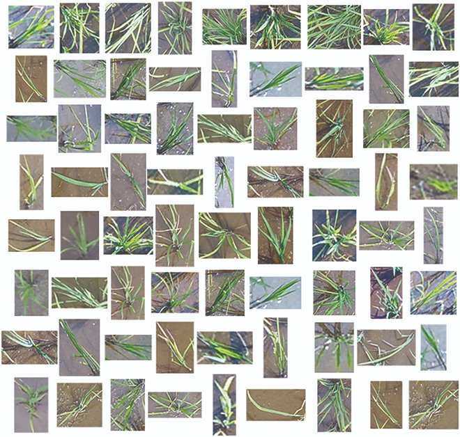 PPhenomics's tweet image. Revolutionizing rice plant counting: Our UAV-based approach, RiceNet, employs RGB imagery and innovative algorithms to automate counting, sizing, and locating, surpassing manual methods with remarkable accuracy. #RiceTech #AgriInnovation
Details:spj.science.org/doi/10.34133/p…