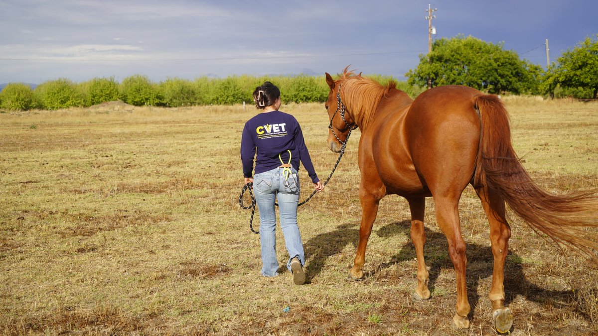 Last chance to apply for our Equine Handling Workshop! The deadline to apply is this Saturday, March 30. This FREE workshop will cover basic #equine handling techniques, basic #firstaid procedures, and an overview of equine behavior and herd dynamics. ➡️cvet.vetmed.ucdavis.edu/news/upcoming-…