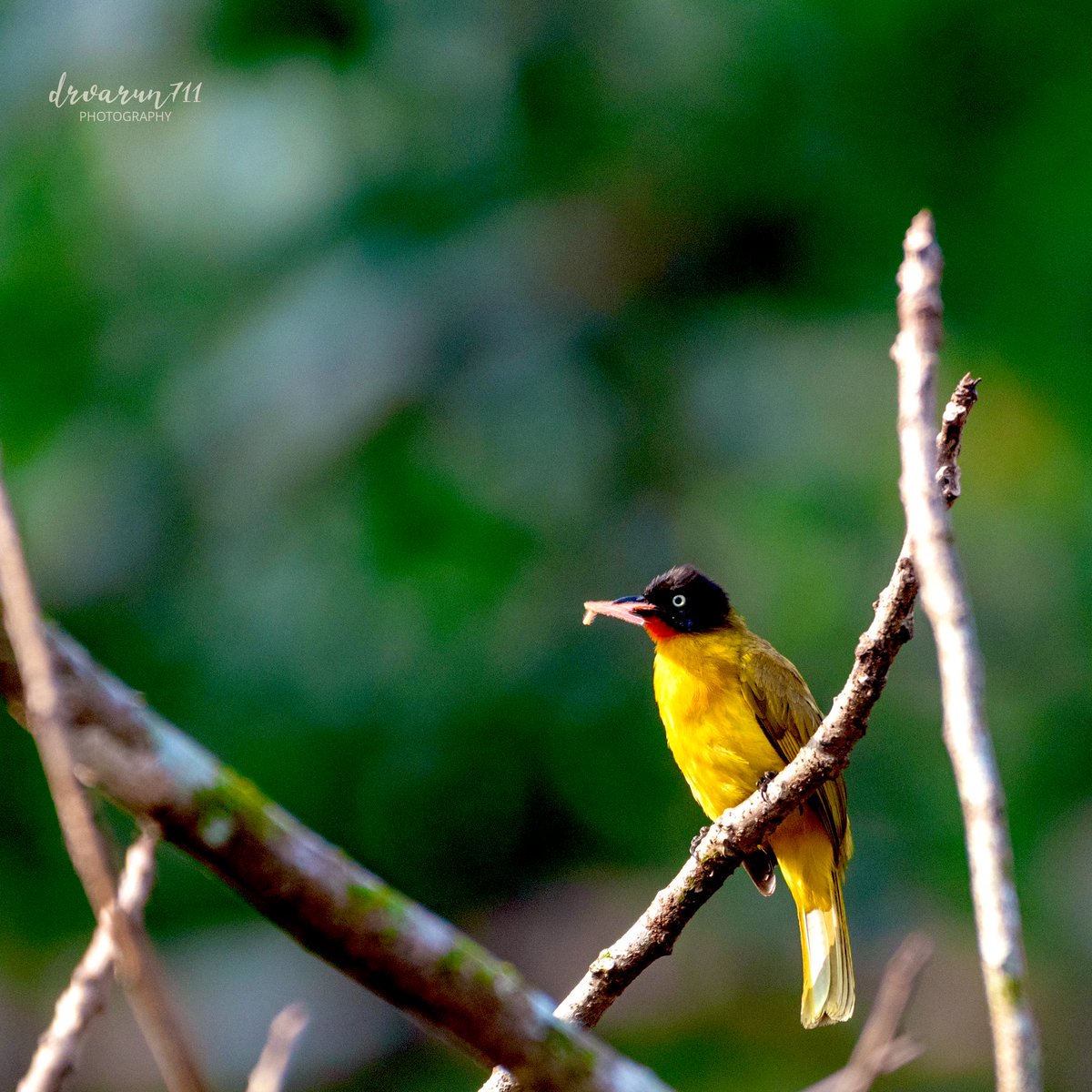 Day begins with breakfast #IndiAves #birdwatching @NatGeoIndia #birding #BirDereceHak #Nikon #TwitterNatureCommunity #birdsphotography #BirdsOfTwitter #BirdTwitter @NatGeoPhotos #NaturePhotograhpy #ThePhotoHour @DEFCCOfficial @BNHSIndia Flame-throated Bulbul