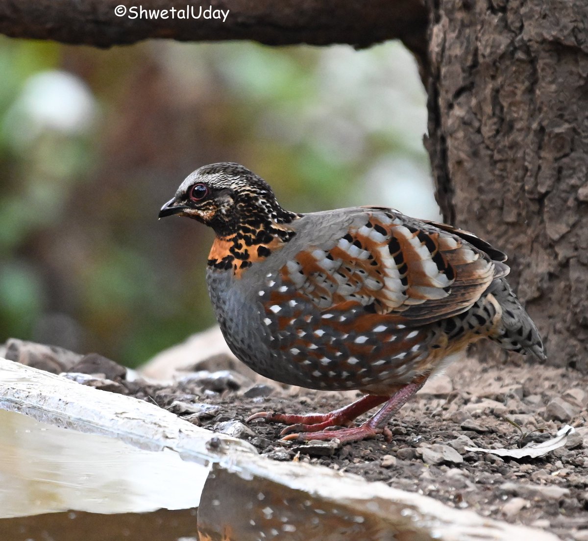 Rufous throated partridge #lifer #uttrakhandtourism #uttrakhand #IndiAves #BBCWildlifePOTD #BirdsSeenIn2024 #birds #birding #TwitterNatureCommunity #birdphotography #photooftheday @NatGeoIndia @NatureIn_Focus @Advay_Advait