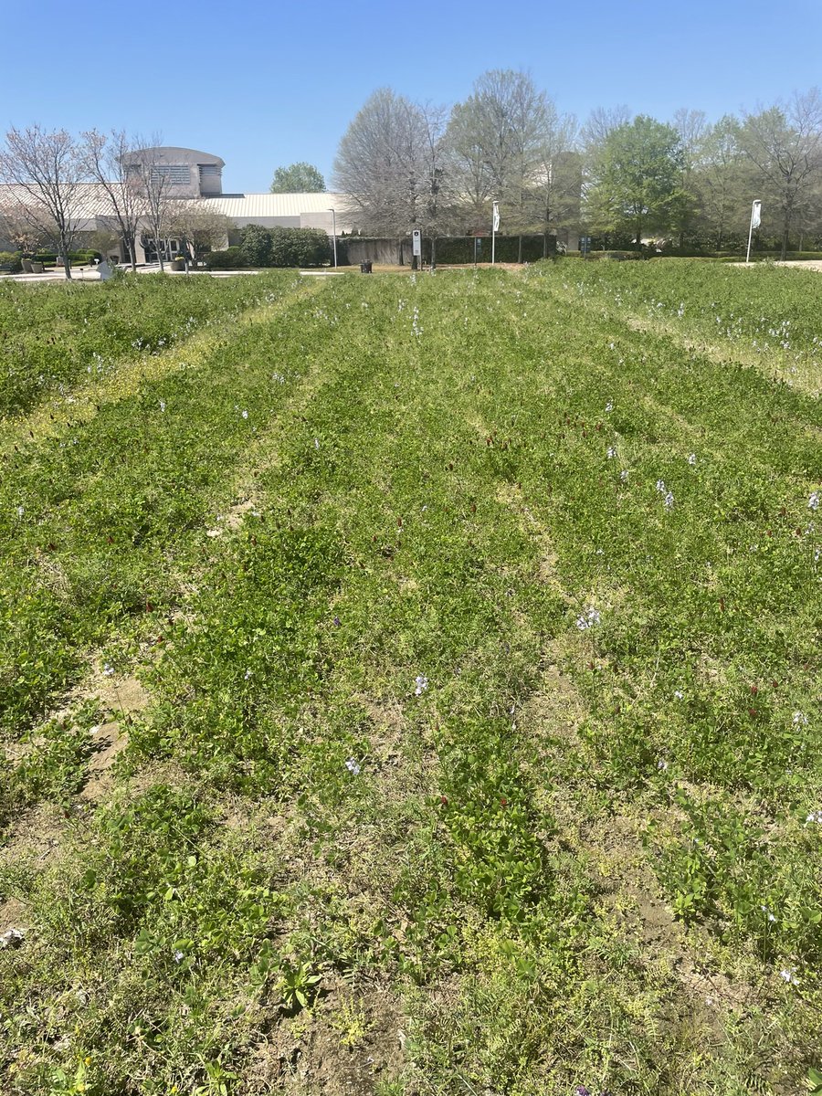 Crimson clover / hairy vetch cover crop in 1) complete fertility, 2) no N, 3) no P, and 4) no K plots at the Cullars Rotation (est. 1911).

My best explanation for poor performance in the ‘no N’ plot is the lower OM…1.3% in top 10 cm, compared to 2% in complete fertility.