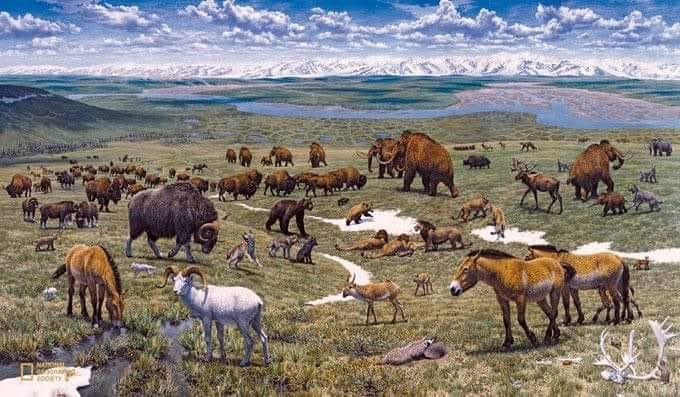 zamirmohyedin's tweet photo. Dalam fiksyen, saintis buat Taman Jurassic (Jurassic Park), bela dan simpan dinosaur. Di dunia sebenar, saintis buat Taman Pleistocene (Pleistocene Park) di Rusia untuk isi haiwan yang pernah hidup zaman ais seperti mamot (mammoth) sekitar 100,000 hingga 12,000 tahun lalu.

Tidak seperti fiksyen, Taman Pleistocene bukan sangkar tapi habitat rimba yang membolehkan haiwan-haiwan ini hidup secara semulajadi. Haiwan-haiwan yang dah pupus seperti mamot, singa gua, unicorn siberia, beruang gua, elk irish dan lain-lain akan dihidupkan semula melalui pengklonan dan suntingan DNA.

Sekarang pun, taman ini bukan kosong. Memang dah diisi haiwan yang pernah hidup masa zaman ais tapi masih belum pupus seperti moose, muskox, musang artik, yak dan lain-lain

Apa tujuannya? Sebagai solusi untuk perubahan iklim Bumi. Rupanya di kawasan hemisfera utara Bumi terdapat ibun abadi (permafrost) yang memerangkap karbon dioksida dan gas metana. Ibun abadi merupakan lapisan bawah tanah yang sedang membeku.

Disebabkan perubahan iklim, ibun abadi sedang perlahan-lahan mencair. Diramalkan jika ibun abadi cair semuanya, suhu Bumi akan menjadi berganda-ganda lebih panas daripada sekarang.

Jadi, macam mana haiwan-haiwan Pleistocene dapat selesaikan masalah ini? Mereka akan hidupkan semula ekosistem padang rumput atau nama lainnya "Mammoth Steppe". Contoh Mammoth Steppe ini kita boleh tengok Dataran Tinggi Ukok di Gunung Altai.

Mammoth Steppe dulu meliputi hampir seluruh bahagian utara Bumi dan ekosistem ini hampir lenyap 12,000 tahun lalu. Sekarang tak banyak kawasan ada Mammoth Steppe.

Kenapa padang berumput? Landskap ini dapat menjadikan Bumi lebih sejuk sebab sebab rumput tak serap  banyak cahaya matahari, tuntas tak serap banyak haba. Ibun abadi pun dapat terus membeku

Walaupun pokok lebih baik daripada bangunan, tapi pokok sebenarnya serap lebih banyak cahaya matahari berbanding rumput. Daun pokok di hemisfera utara lebih gelap, jadi serap lebih banyak cahaya matahari. Belum kira dahan dan batang pokoknya yang memang warna gelap.

Kehadiran haiwan megafauna seperti mamot dan siberian unicorn dapat tumbangkan pokok-pokok ini dan najis mereka dapat tumbuhkan rumput.

Ini tujuan utama. Antara tujuan lain, hidupkan semula haiwan pupus dapat menyumbang pengetahuan bagaimana untuk pelihara haiwan sekarang daripada diancam kepupusan.

Dijangka dalam tempoh 10-20 tahun lagi, haiwan yang dah pupus ini dapat dihidupkan semula.