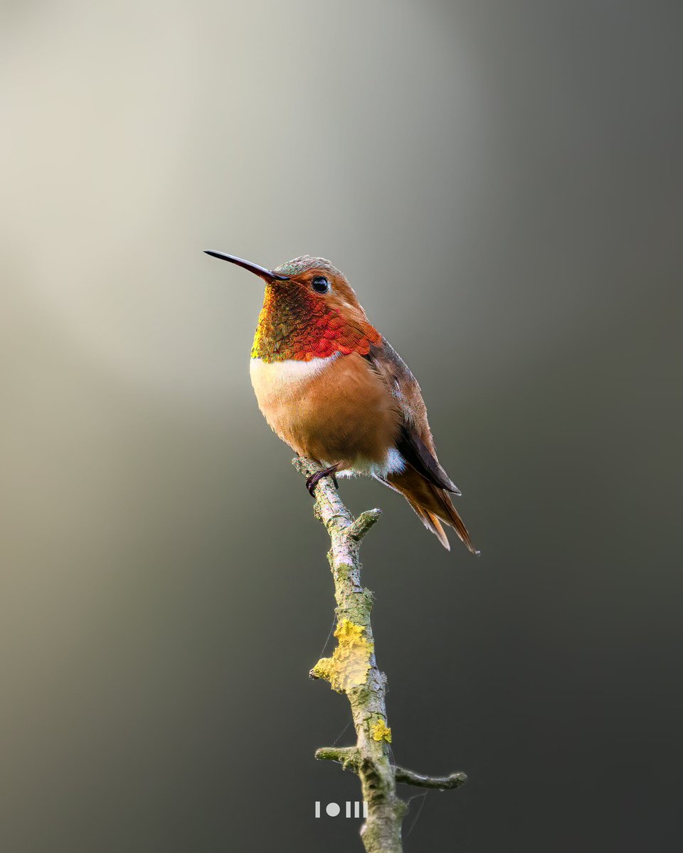 pixonoid's tweet image. Quote post a bird photo
the sunsets are just beautiful these days San Diego.

Todays hummer in the sunset