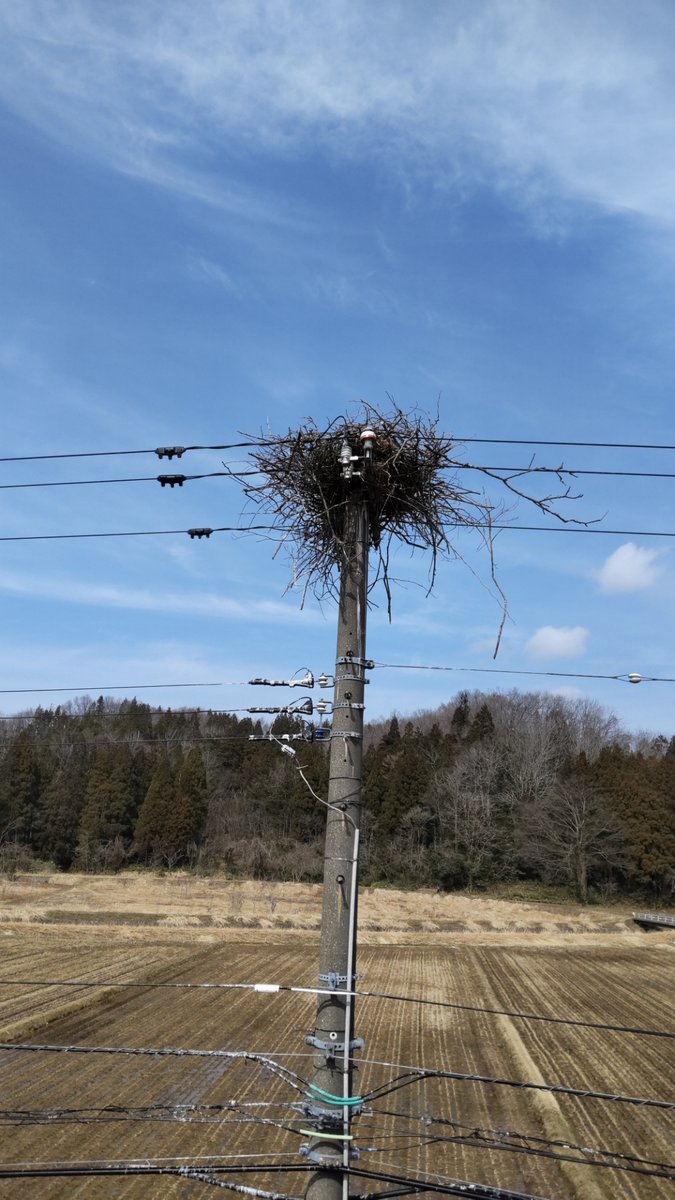 新潟県上越市で、国の #特別天然記念物 である #コウノトリ が電柱の上に巣を作りました。  当社は、停電や感電の防止対策を行ったうえで、新しい生命の誕生を温かく見守っていきます。 #新潟