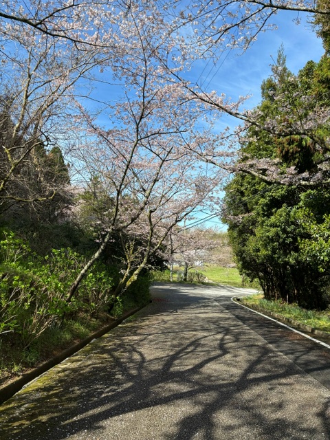 eboshi5555's tweet photo. ほとんど満開の花々の下、お花見を楽しみました。🍻 https://t.co/gkZYfgRfwy