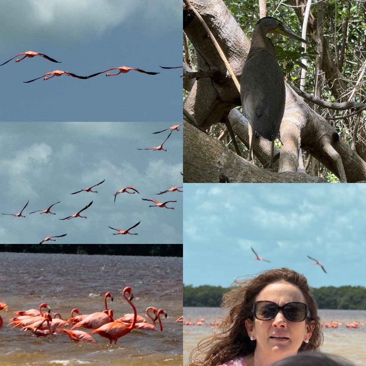 Celestún es visita obligada. Una reserva bien conservada, es el mejor argumento para cuidar y preservar manglares. Estos son, la mejor defensa frente a los impactos del cambio climático. Flamingos y Garza Tigre Mexicana, espectaculares. Comer en 'Los Pámpanos', delicioso.