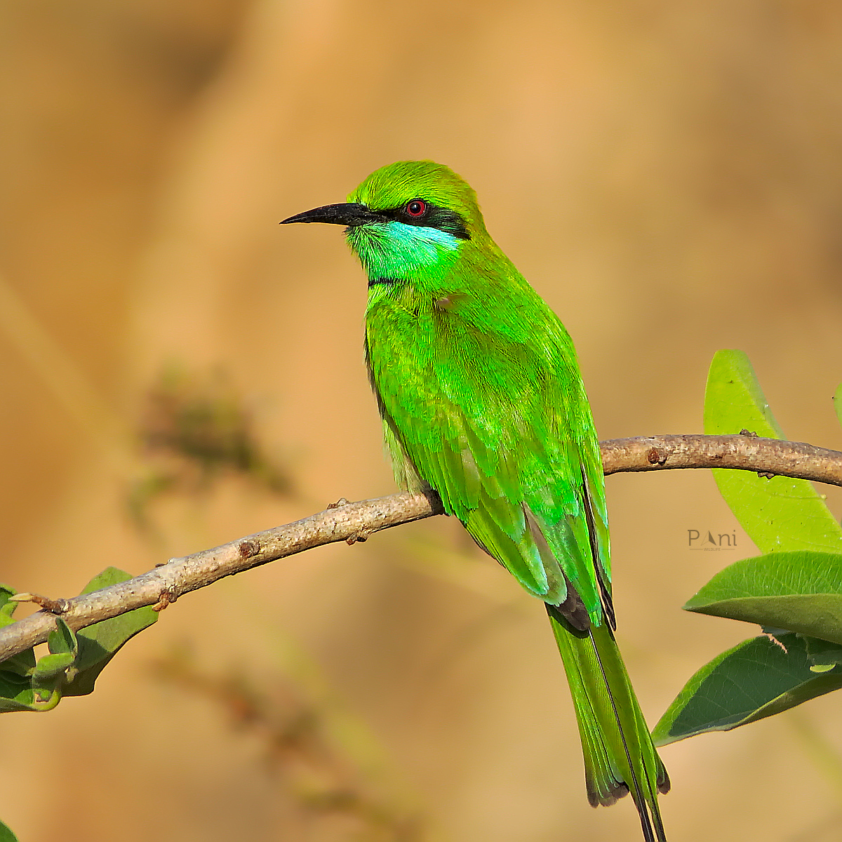 Green Bee Eater The Green Bee-eater has a remarkable vision, allowing them to spot tiny insects from considerable distances.They are intelligent birds and can be trained to distinguish between different colors and shapes. @IndiAves @Avibase