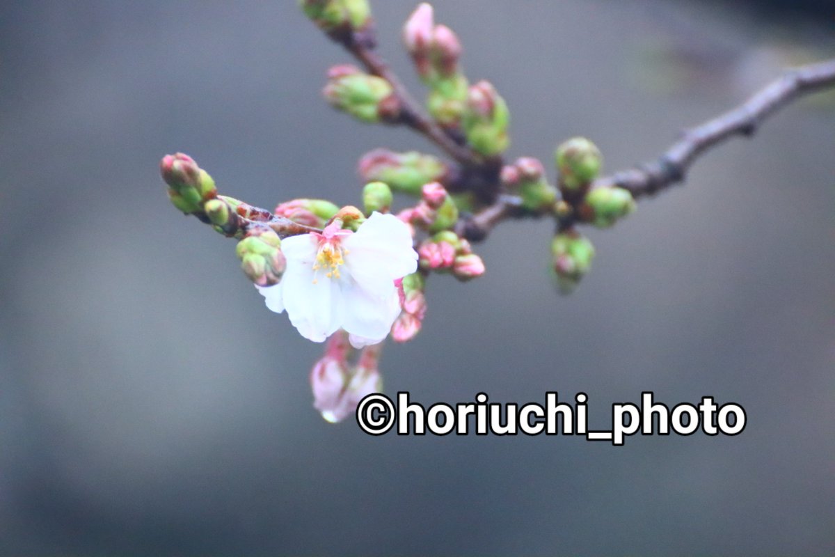 horiuchi_photo tweet picture