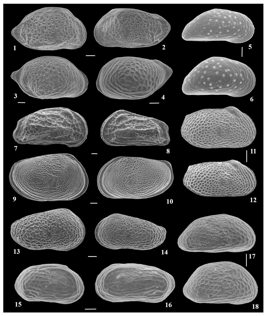 🤩#Ostracod Assemblages in the East Siberian Sea: A Comparative Study of #River-Influenced and River-Isolated Shelf #Ecosystems
🥂By Maria Zenina et al.
#OpenAccess 
📖To get the full text for free: mdpi.com/2571-550X/7/1/…
#Holocene #ArcticOcean #River