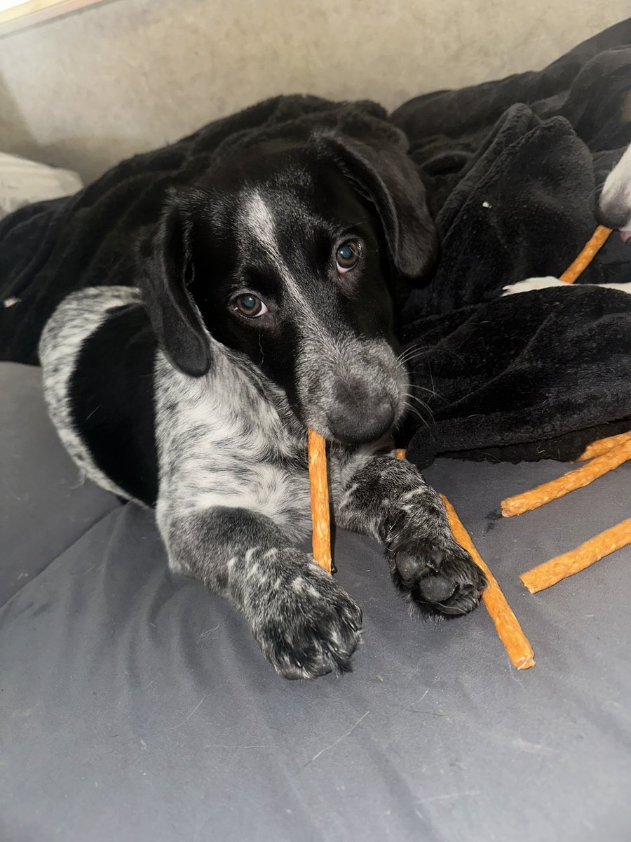 Z_Solves_It's tweet image. Salvador and Dali are just so cute.
#dog #pup #puppy #love #cute #trending #viral