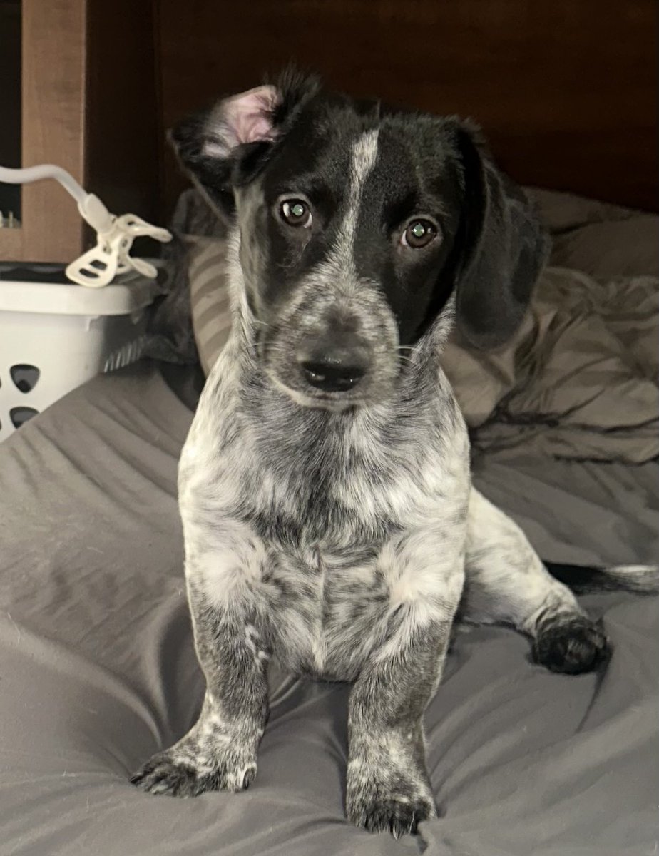 Z_Solves_It's tweet image. Salvador and Dali are just so cute.
#dog #pup #puppy #love #cute #trending #viral